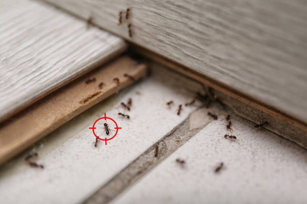 Best Spider Control Near Me  in Lockport, LA
