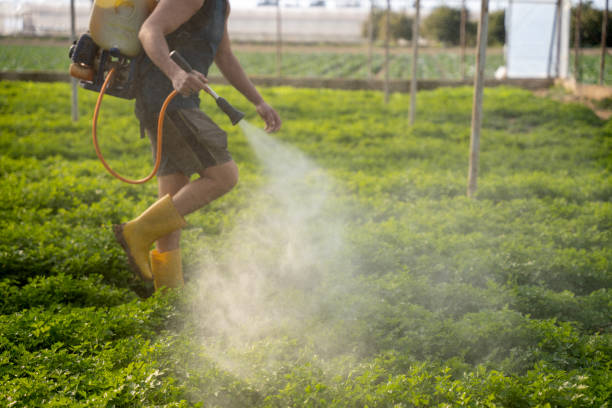 Best Wasp Removal Services  in Lockport, LA