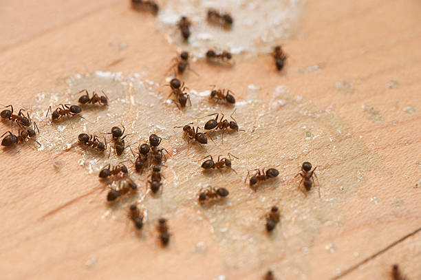 Professional Pest Control in Lockport, LA